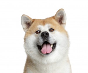 Акита-ину: японская порода собак