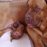 Мама и щенок бордоского дога