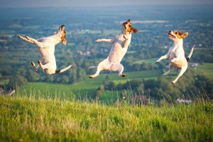 Самые прыгучие собаки - джек-рассел-терьеры