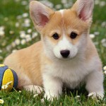 Милый щенок вельш корги с мячом