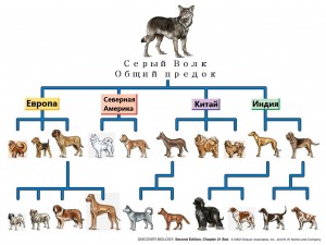 Серый волк предок собак