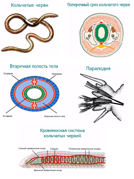 Кольчатые черви группа организмов. Кровеносная система многощетинковых кольчатых червей. Тип кольчатые черви многощетинковые строение. Ароморфозы многощетинковых червей. Кровеносная система кольчатых червей Малощетинковые.