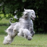 афганская борзая собака быстро бежит