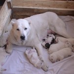 новорожденные щенки алабая