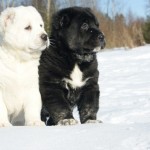 черный и белый щенок алабая