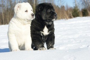 черный и белый щенок алабая