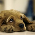 грустный щенок американского кокер спаниеля