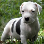 черно-белый щенок американского питбультерьера