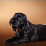 черный щенок английского кокер-спаниеля