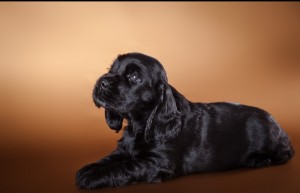 черный щенок английского кокер-спаниеля