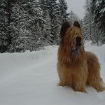 Бриар в зимнем лесу