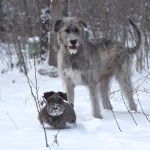 Ирландский волкодав с другом в зимнем лесу