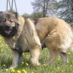 Взрослый кавказский волкодав на поляне