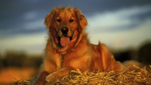 Золотистый ретривер - собака на сене