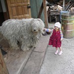 Венгерские овчарки внимательны к детям