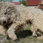 венгерская овчарка бежит
